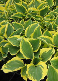 Hosta 'Liberty'